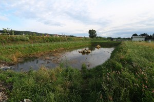 20160628_regenrueckhaltebecken_IMG_2579